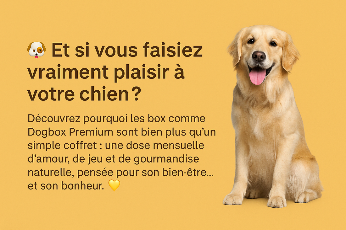 Pourquoi offrir une box à votre chien ?